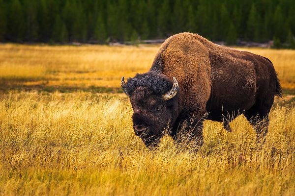 Bishop, Russ 아티스트의 Bison-Yellowstone National Park-Wyoming-USA작품입니다.